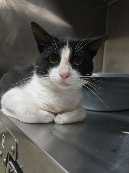 Pet Image