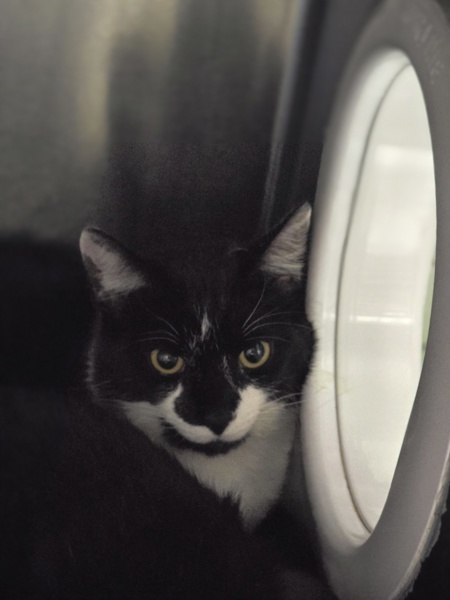 Pet Image