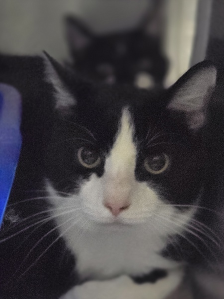 Pet Image