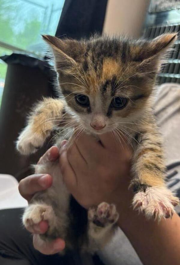 Pet Image