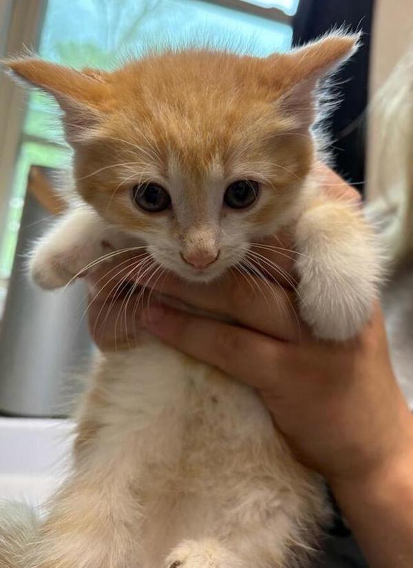 Pet Image
