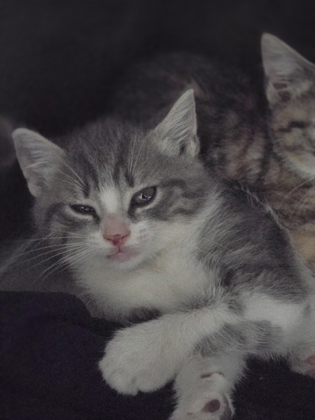 Pet Image
