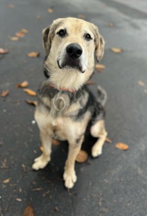 Jack Black is a goofy free-spirit looking for a home to call furever Hes been described to be a f