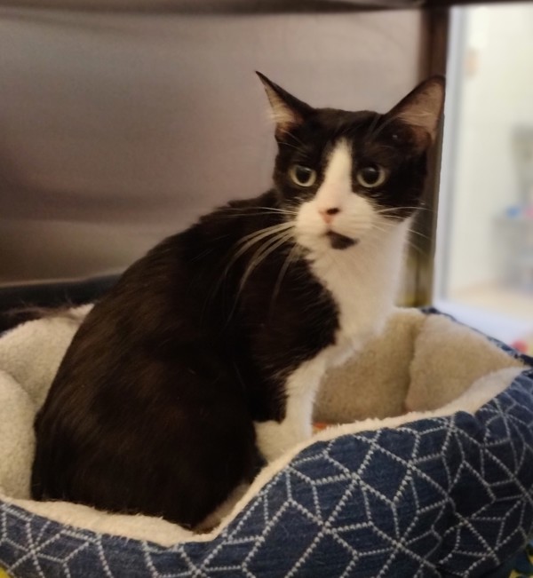 Wendy 43825, an adoptable Domestic Short Hair in Pocatello, ID, 83205 | Photo Image 1