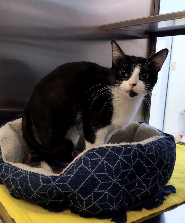 Wendy 43825, an adoptable Domestic Short Hair in Pocatello, ID, 83205 | Photo Image 2