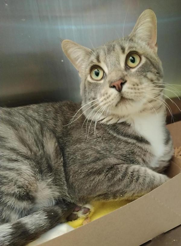 Morty 43913, an adoptable Domestic Short Hair in Pocatello, ID, 83205 | Photo Image 1