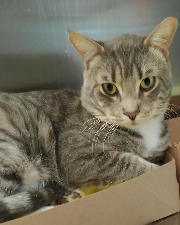 Morty 43913, an adoptable Domestic Short Hair in Pocatello, ID, 83205 | Photo Image 2
