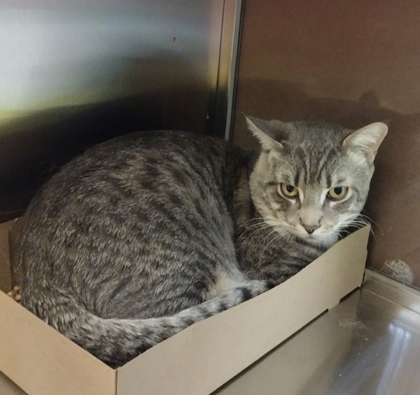 Morty 43913, an adoptable Domestic Short Hair in Pocatello, ID, 83205 | Photo Image 3