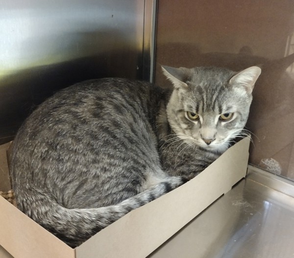 Morty 43913, an adoptable Domestic Short Hair in Pocatello, ID, 83205 | Photo Image 4