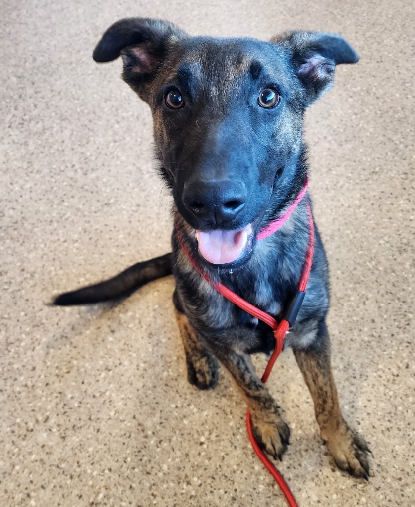 Freud, an adoptable Dutch Shepherd, Belgian Shepherd / Malinois in Gold Beach, OR, 97444 | Photo Image 1