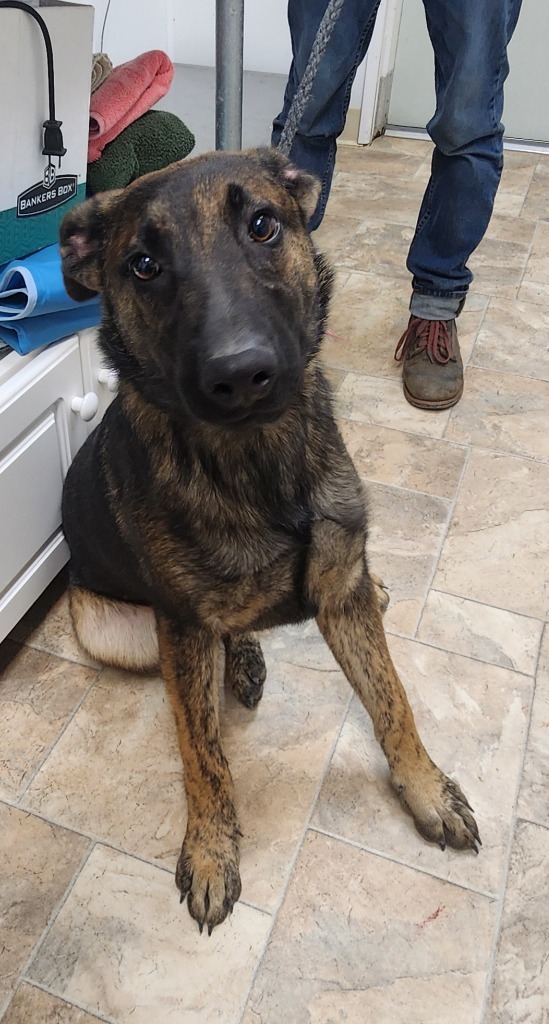 Freud, an adoptable Dutch Shepherd, Belgian Shepherd / Malinois in Gold Beach, OR, 97444 | Photo Image 2