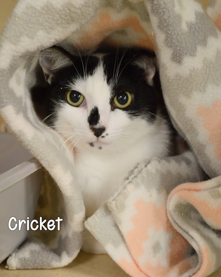 Cricket