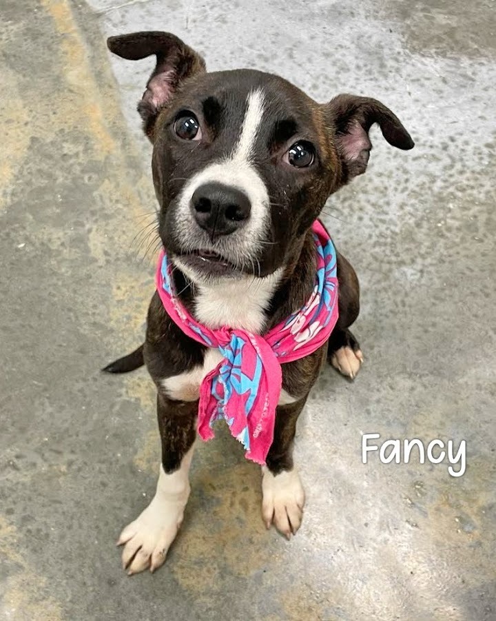Fancy