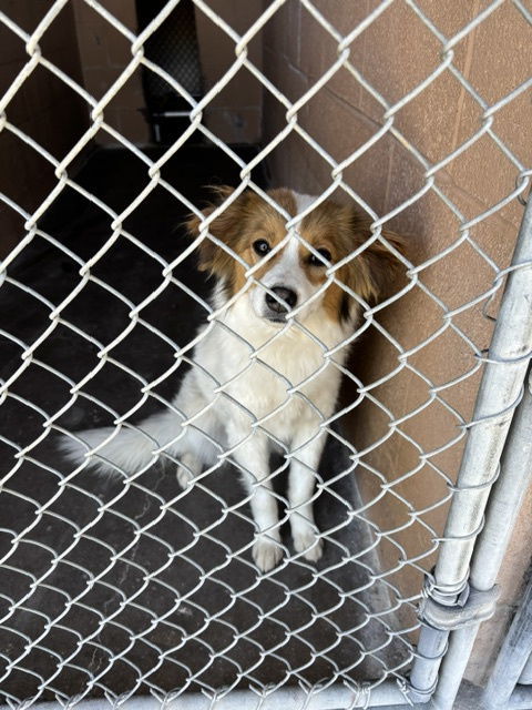 Shay, an adoptable Australian Shepherd in Las Vegas, NM, 87701 | Photo Image 1