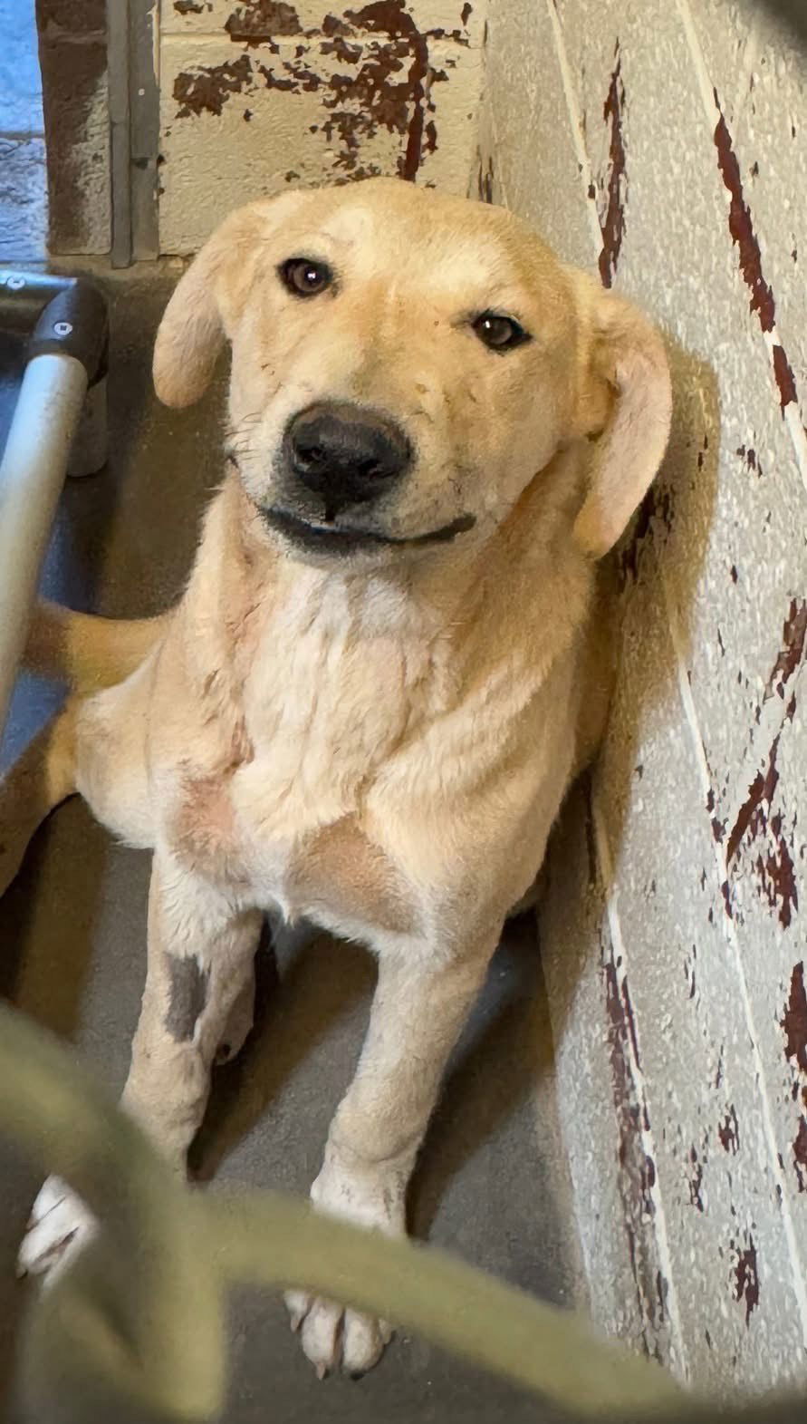 Calypso, an adoptable Labrador Retriever in Las Vegas, NM, 87701 | Photo Image 1