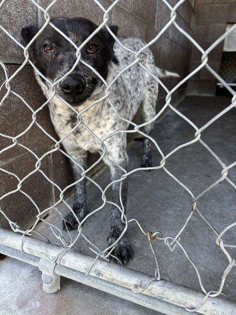 Possum, an adoptable Australian Cattle Dog / Blue Heeler in Las Vegas, NM, 87701 | Photo Image 1