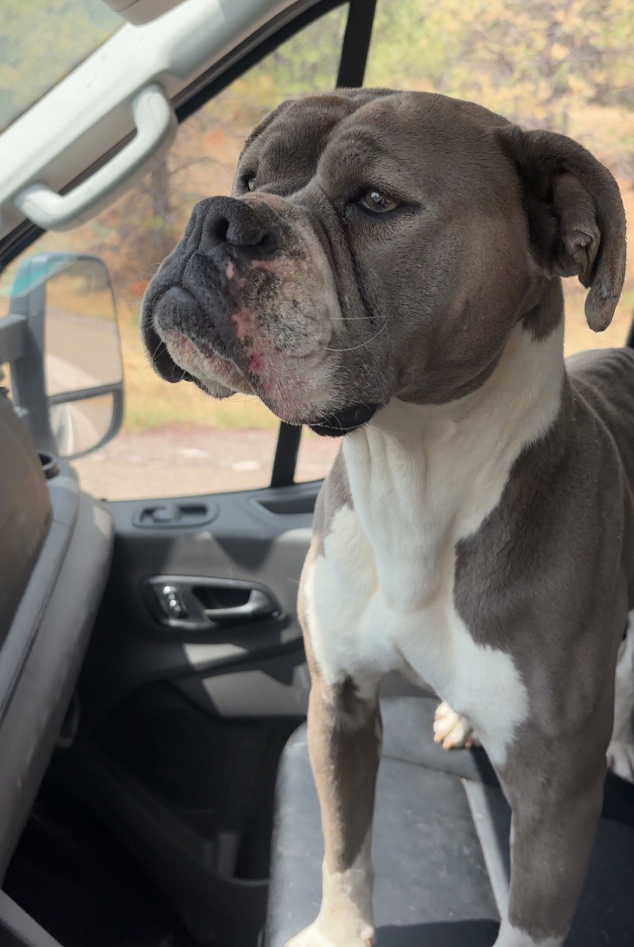 Shayla, an adoptable Boxer in Las Vegas, NM, 87701 | Photo Image 1