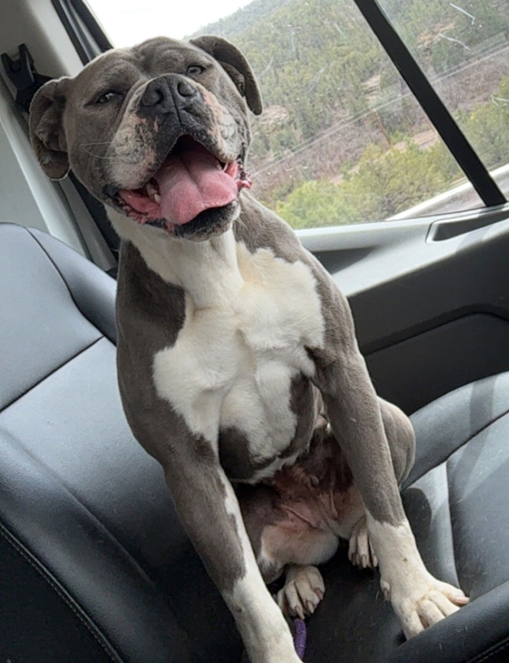Shayla, an adoptable Boxer in Las Vegas, NM, 87701 | Photo Image 2