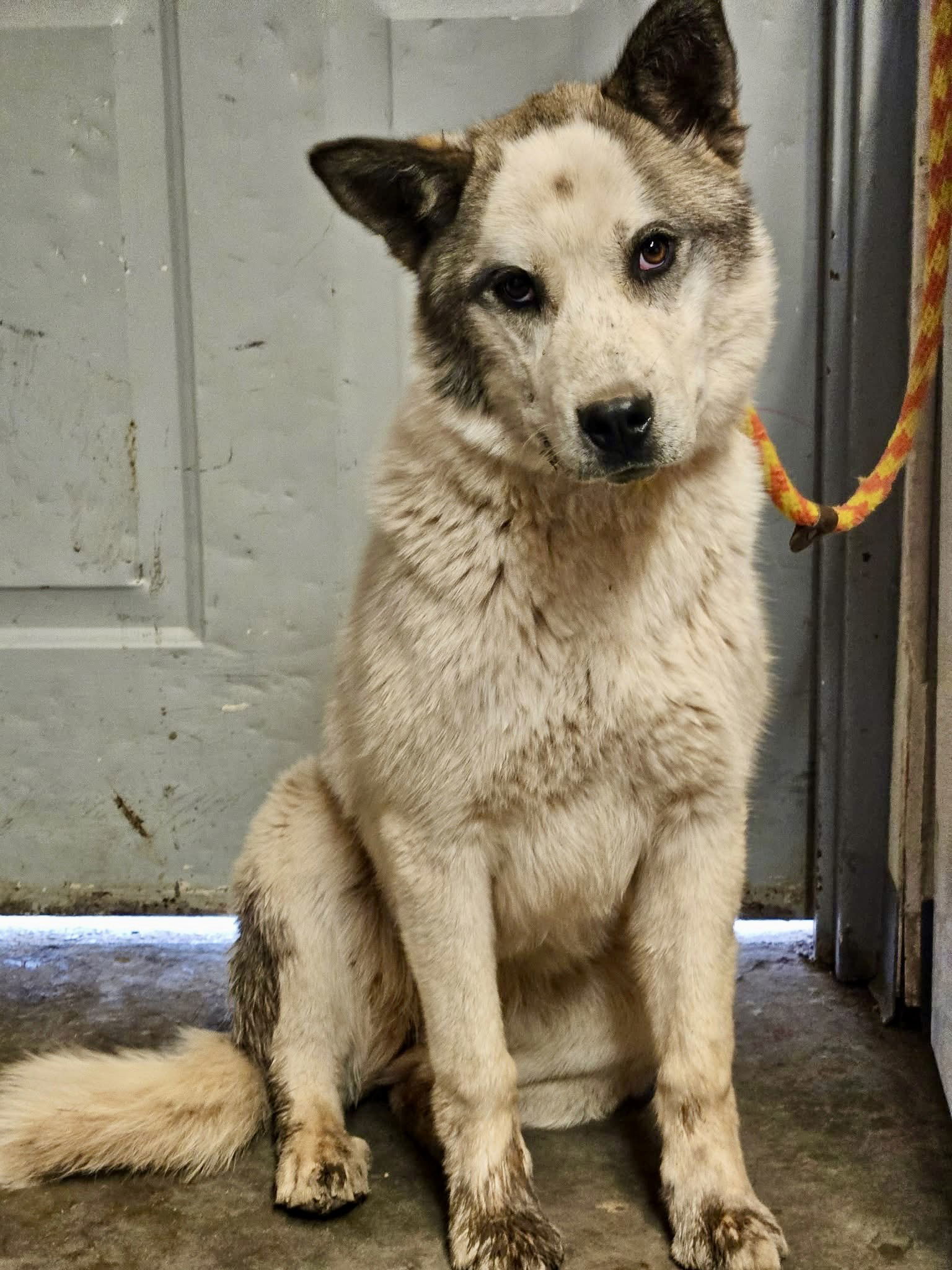 Storm, an adoptable Husky in Las Vegas, NM, 87701 | Photo Image 1