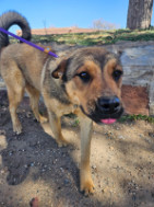 Kusco, an adoptable Shepherd in Las Vegas, NM, 87701 | Photo Image 1
