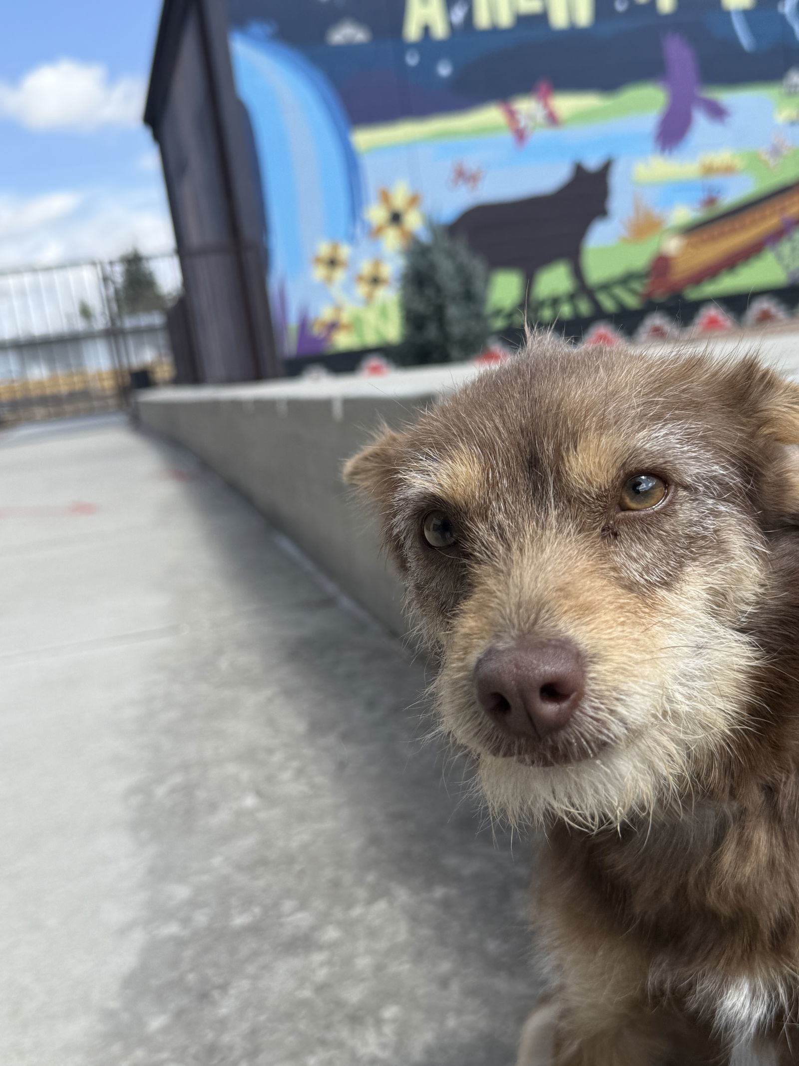 Mimi, an adoptable Terrier in Las Vegas, NM, 87701 | Photo Image 1