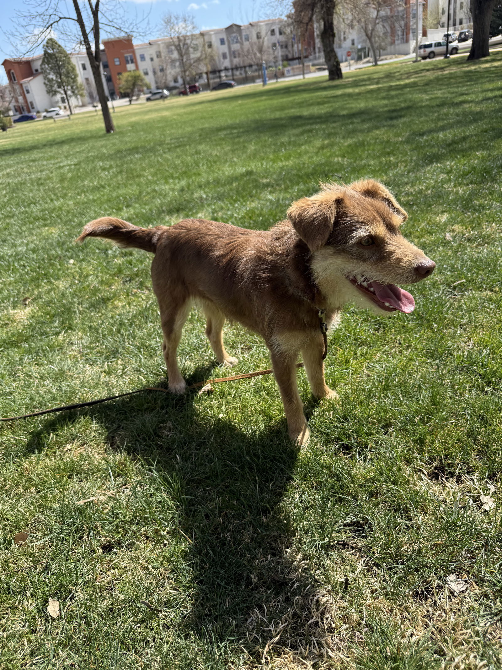 Mimi, an adoptable Terrier in Las Vegas, NM, 87701 | Photo Image 2