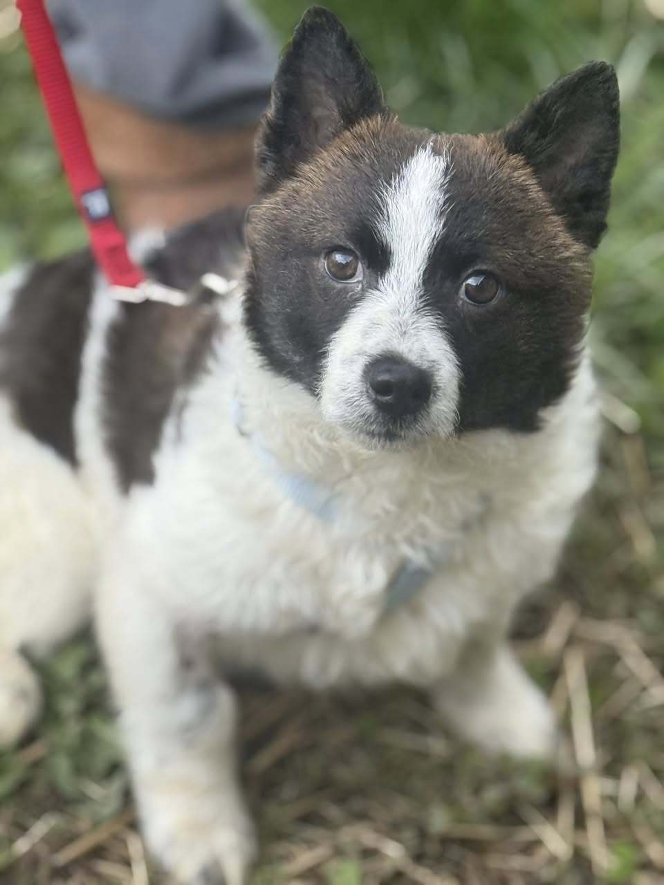 Scout