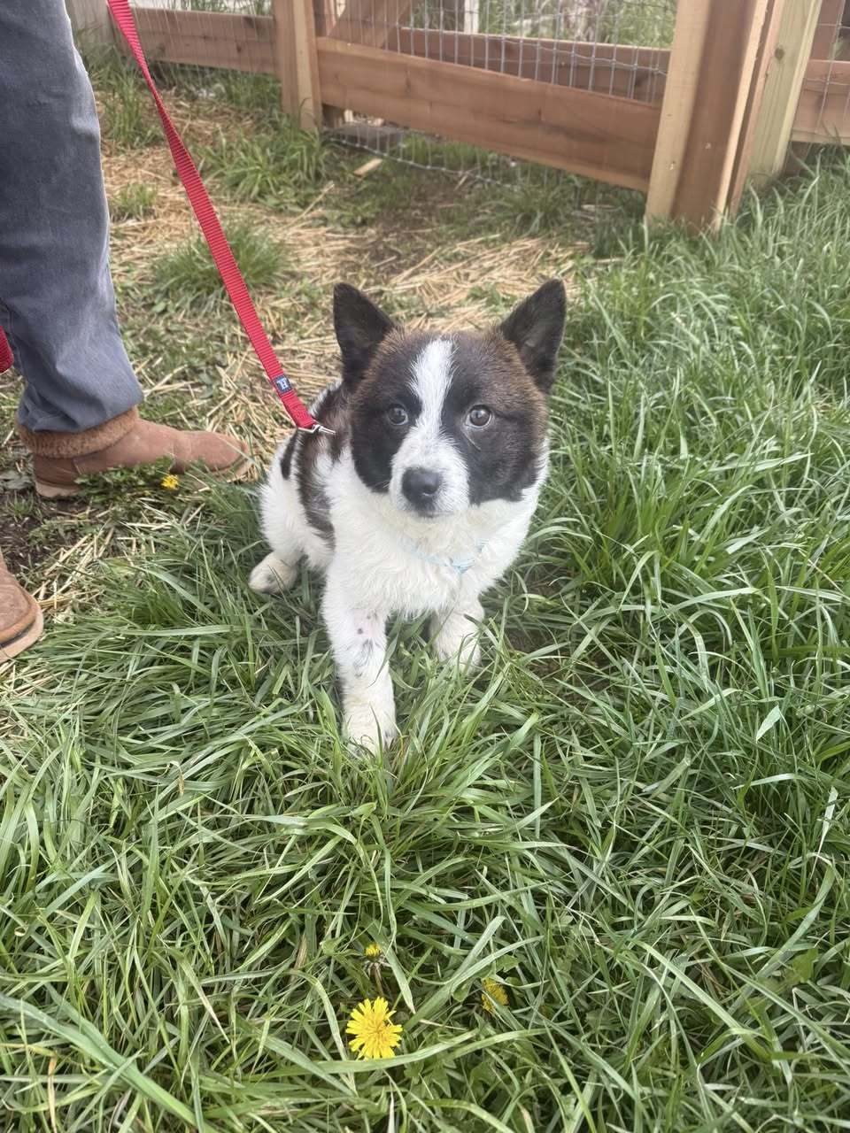 Scout