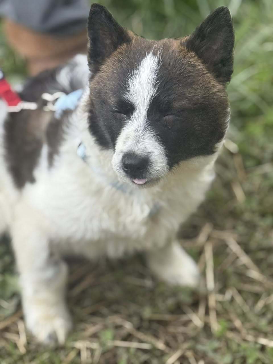 Scout