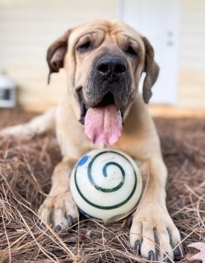 Please contact ADOPTION adoptdoggieharmonyorg for more information about this pet Meet Henry - 