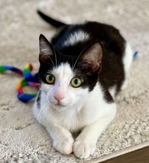 Bowie Domestic Short Hair Cat