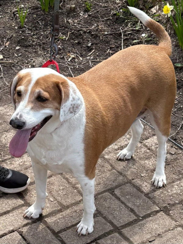 Ringo