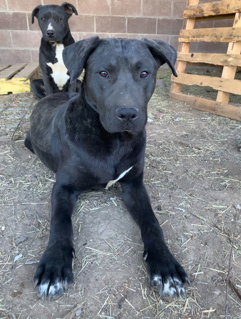 Red, an adoptable Labrador Retriever, Pit Bull Terrier in McArthur, CA, 96056 | Photo Image 1