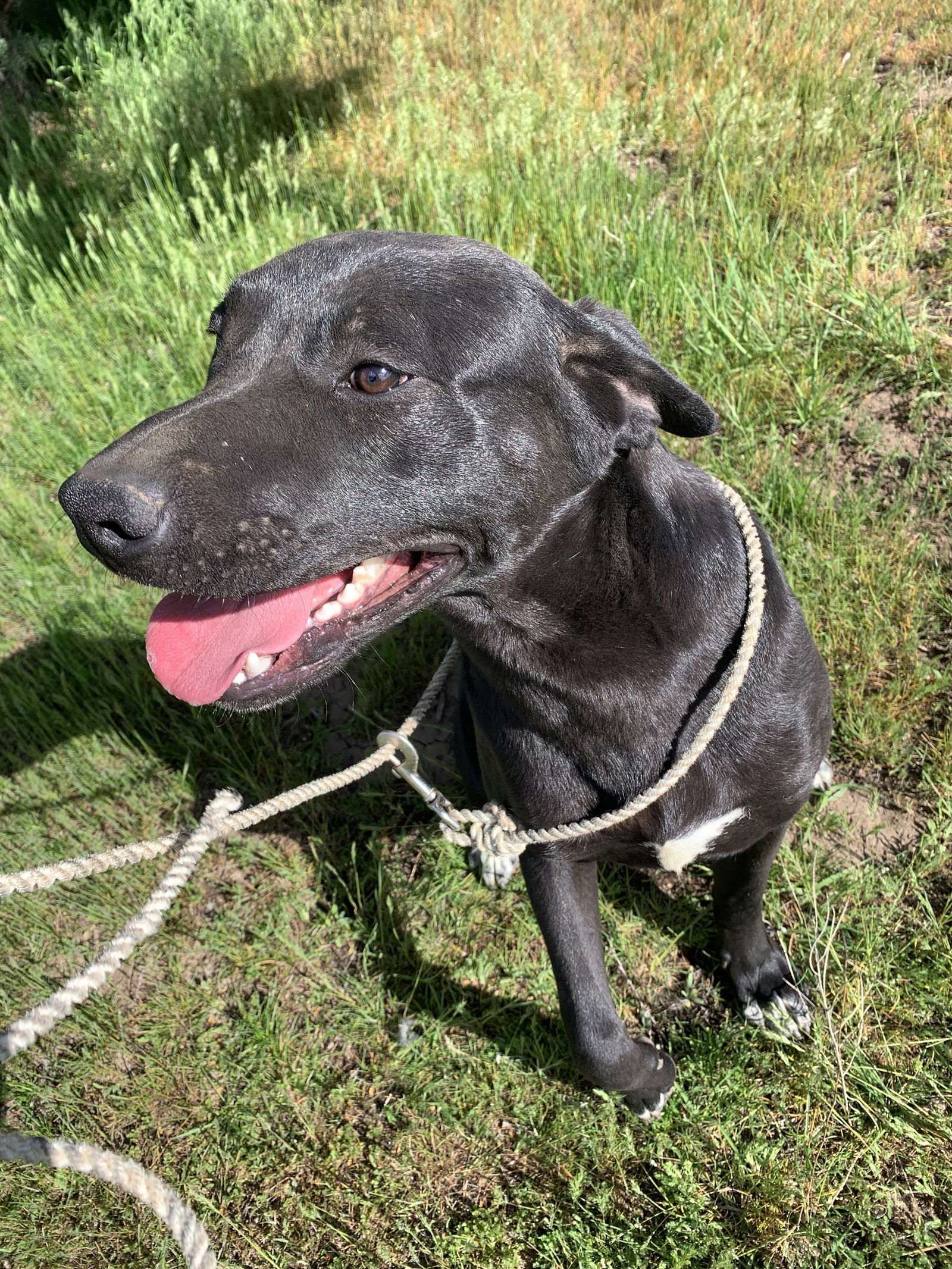 Red, an adoptable Labrador Retriever, Pit Bull Terrier in McArthur, CA, 96056 | Photo Image 3