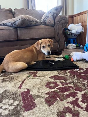 Sunshine, Young Male Labrador Retriever