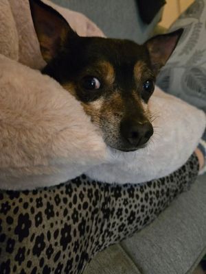 Taco, Adult Male Chihuahua