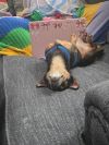 Taco photo 2