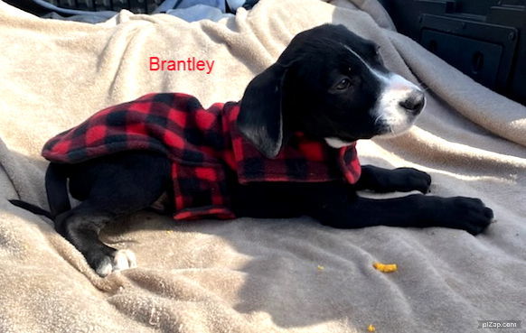 Brantley (jh)