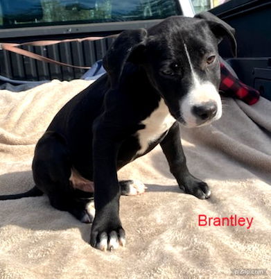 Brantley (jh)