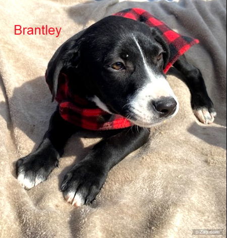 Brantley (jh)