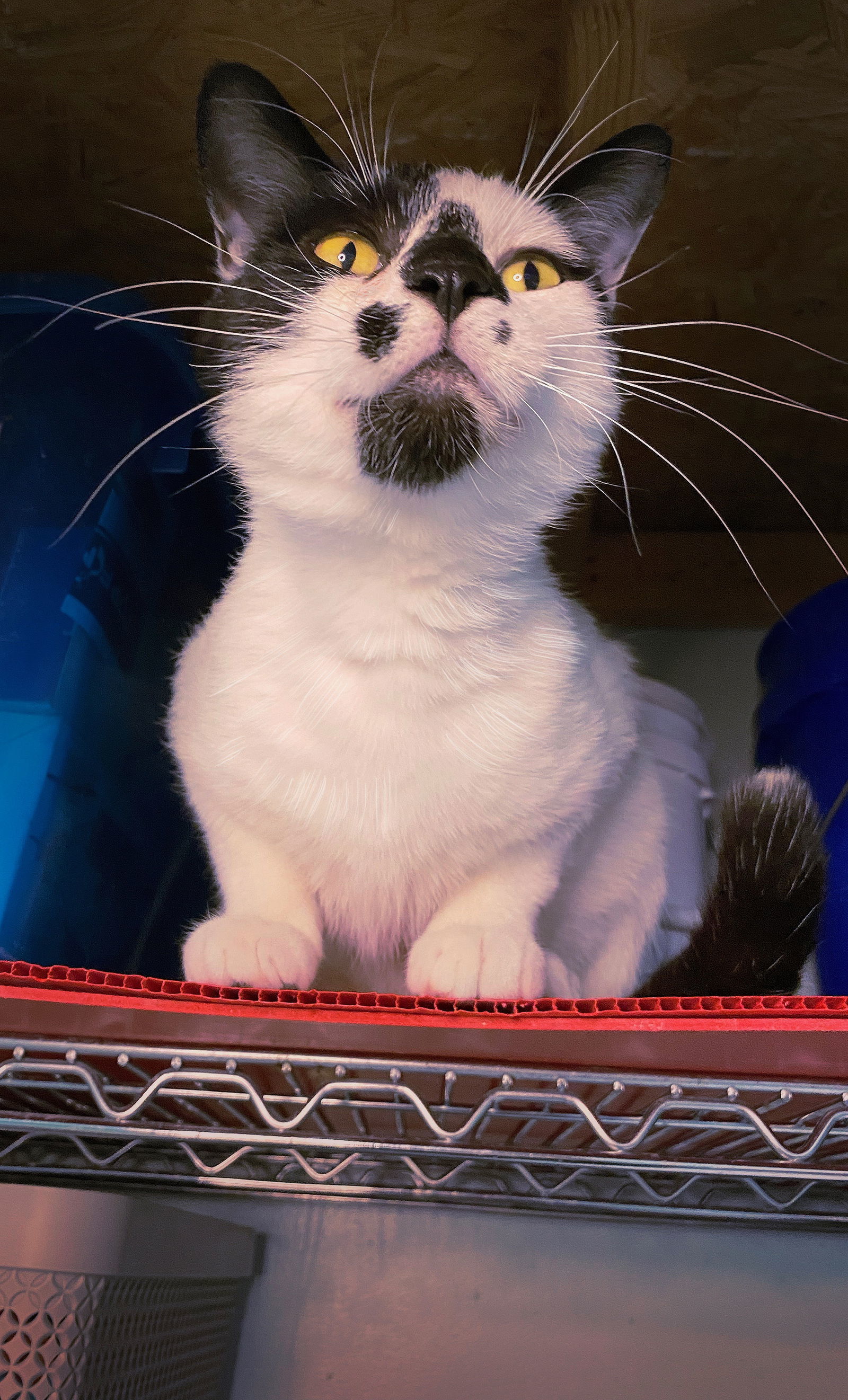 Raymond Purr