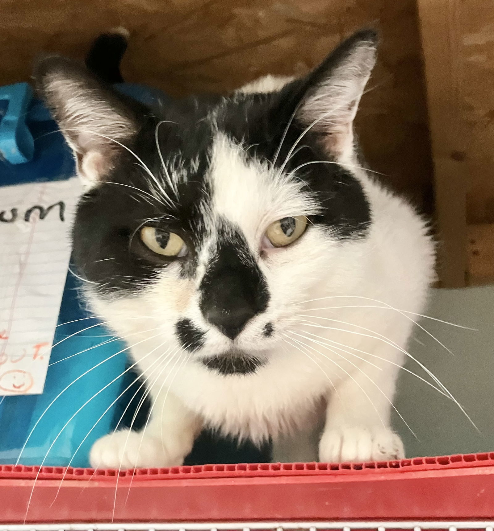 Raymond Purr