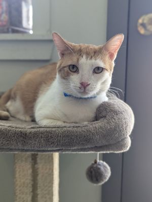 Beans, Adult Male Domestic Short Hair