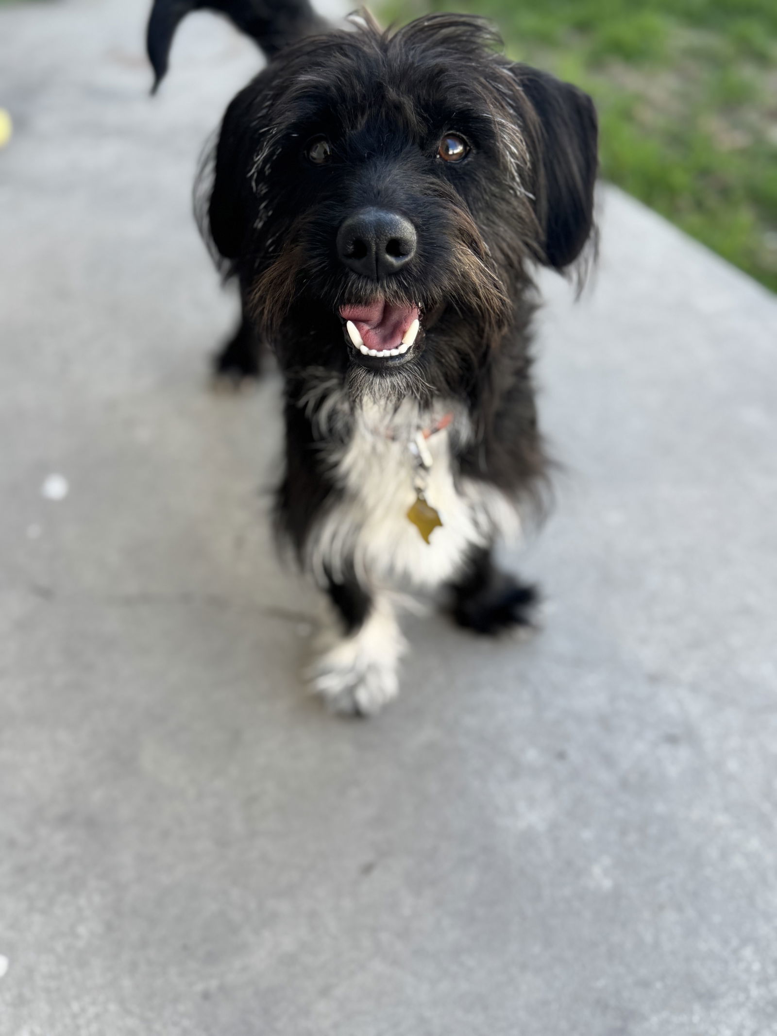 Scottie