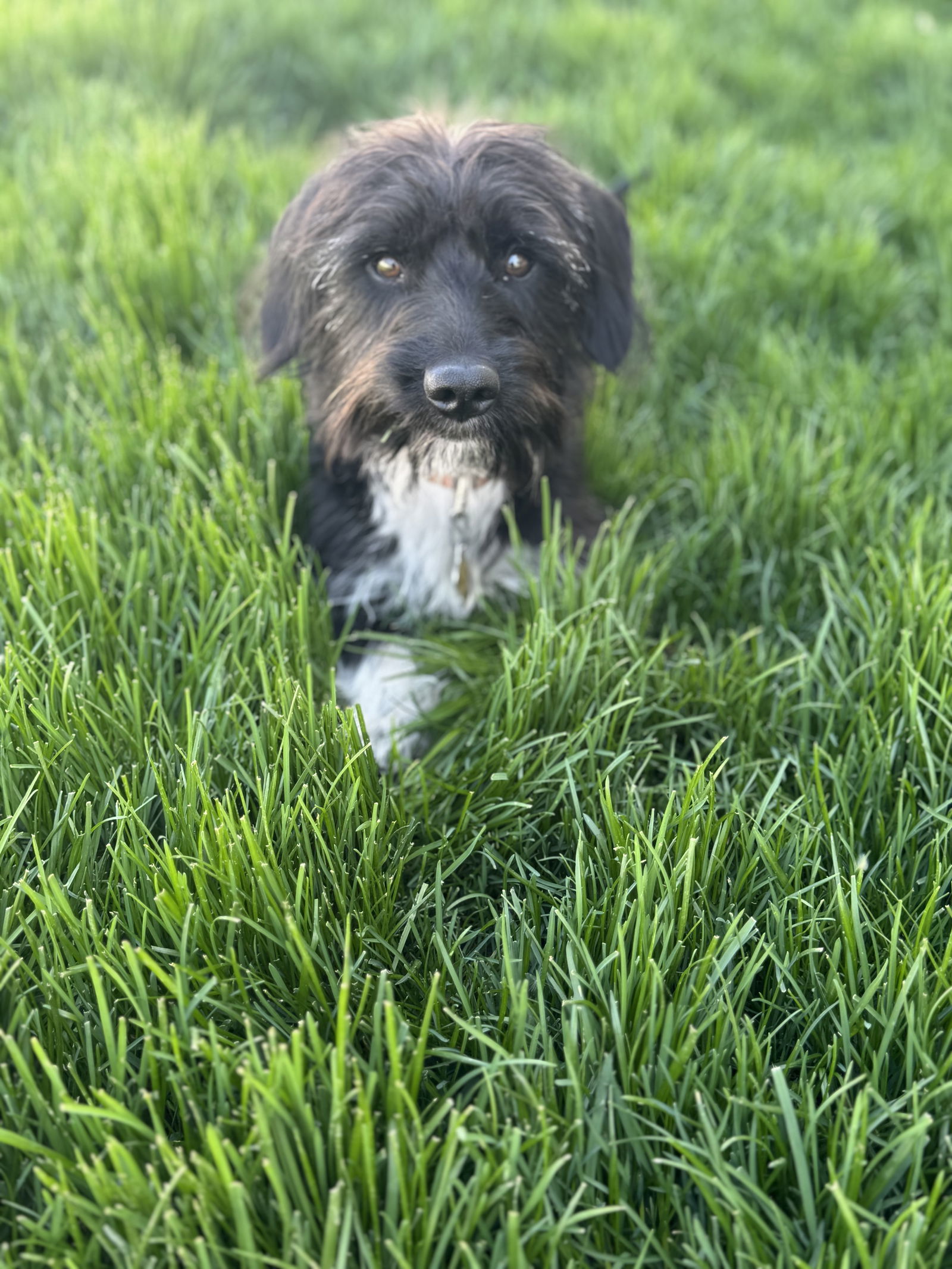 Scottie