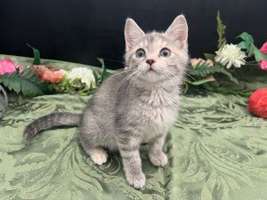 Bernadette