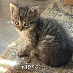 Fiona, Baby Female Domestic Short Hair