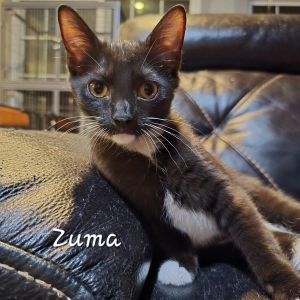 Zuma, Young Male Domestic Short Hair