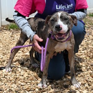 COOKIE DOUGH is a brindle 3-year-old lady - her beautiful coloring is reminiscent of cookies and cre