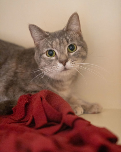 Olivia, an adoptable Domestic Short Hair in Pequot Lakes, MN, 56472 | Photo Image 1